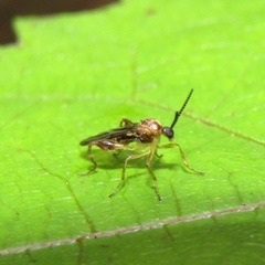 Canthyloscelis antennata