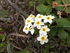 Leptosiphon rosaceus