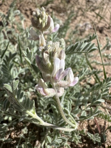 Anderson's Milkvetch (Astragalus andersonii)