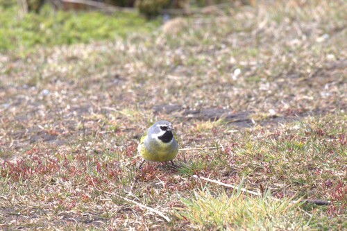 White-bridled Finch (Melanodera melanodera), photo 3