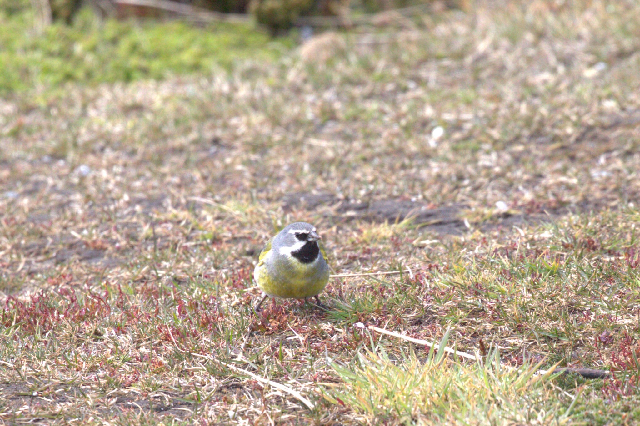 White-bridled Finch (Melanodera melanodera), photo 3