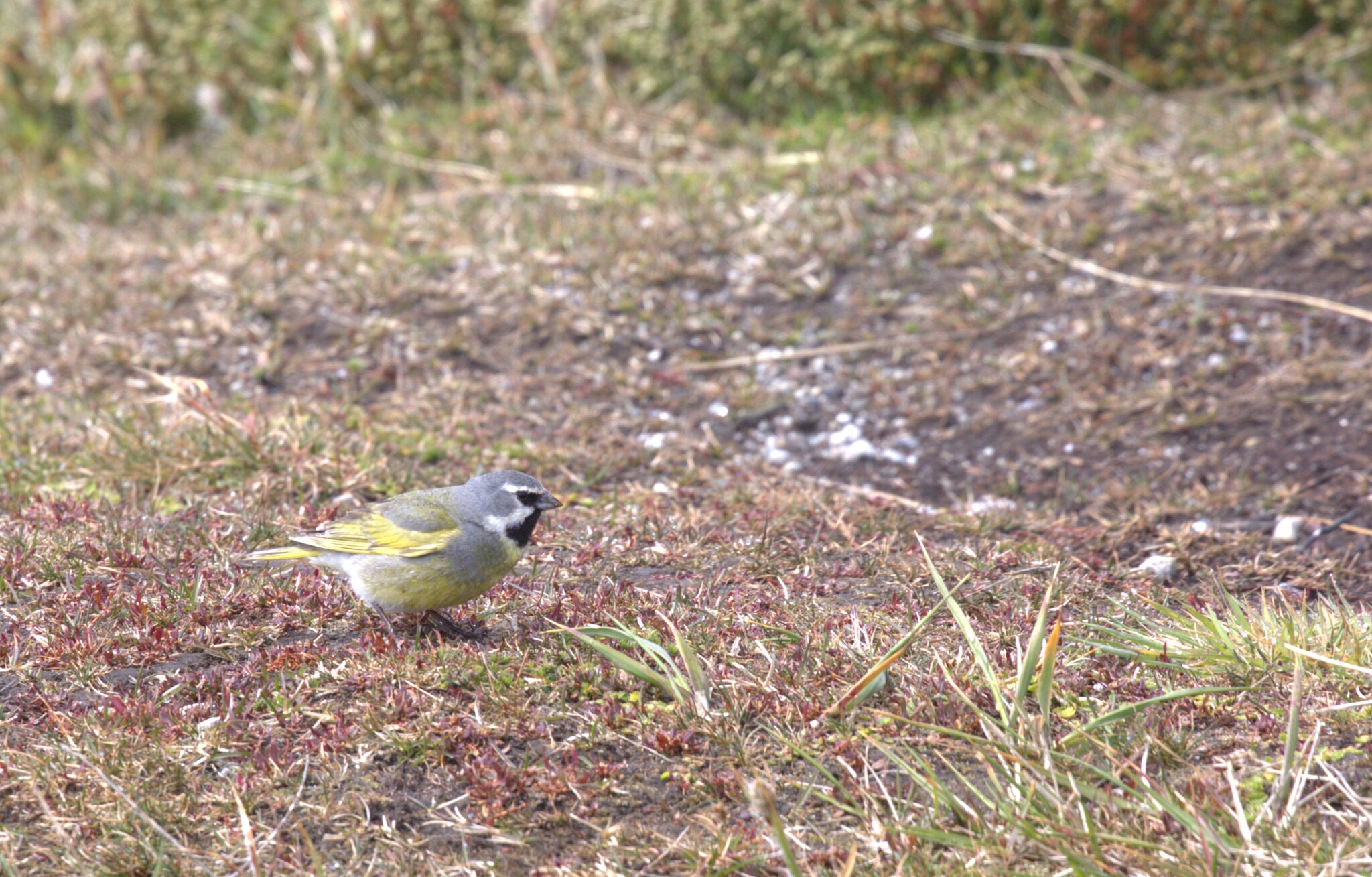 White-bridled Finch (Melanodera melanodera), photo 4