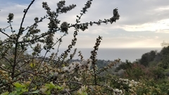 Ceanothus megacarpus