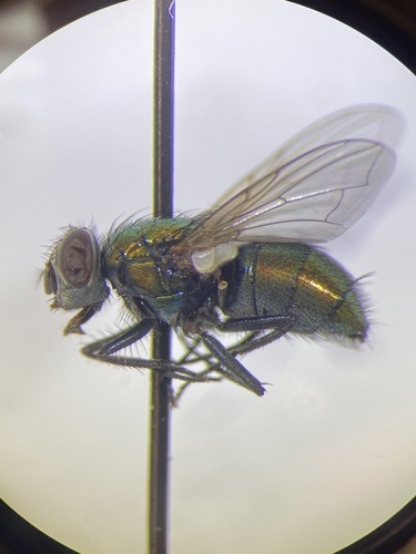 Unknown species found near Illinois, US