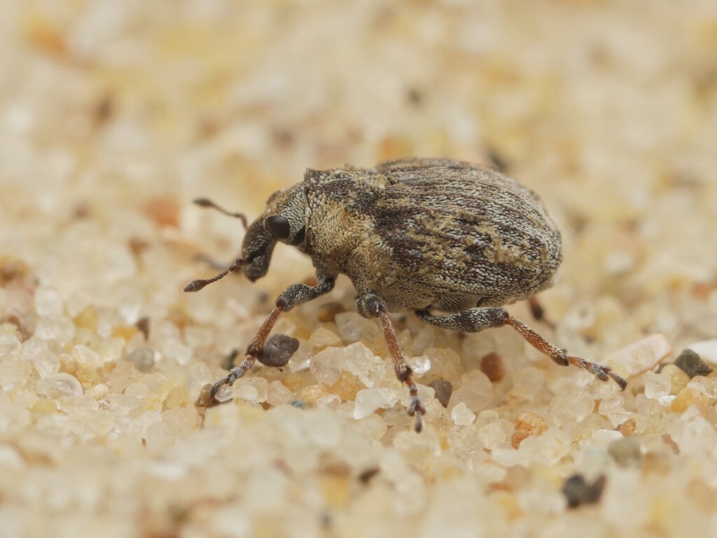 Pelenomus zumpti