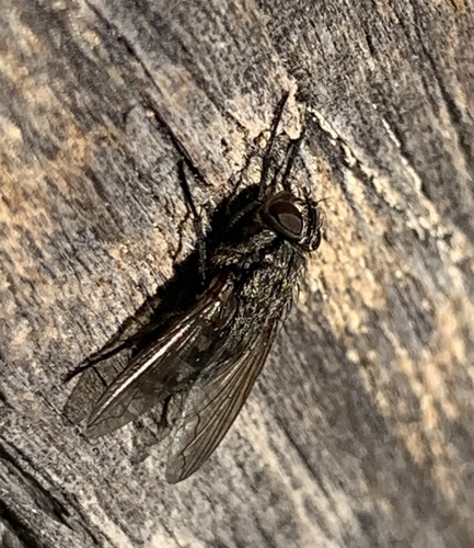 Unknown species found near Seacoast Science Center, Rye, NH, US