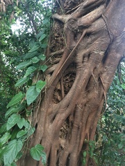 Ficus