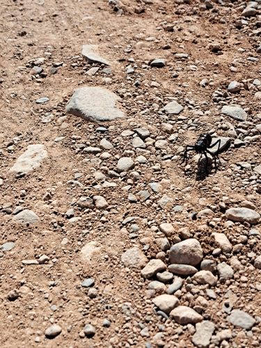 Eugaster spinulosa