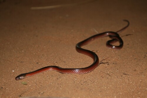 Black-striped Snake sighting