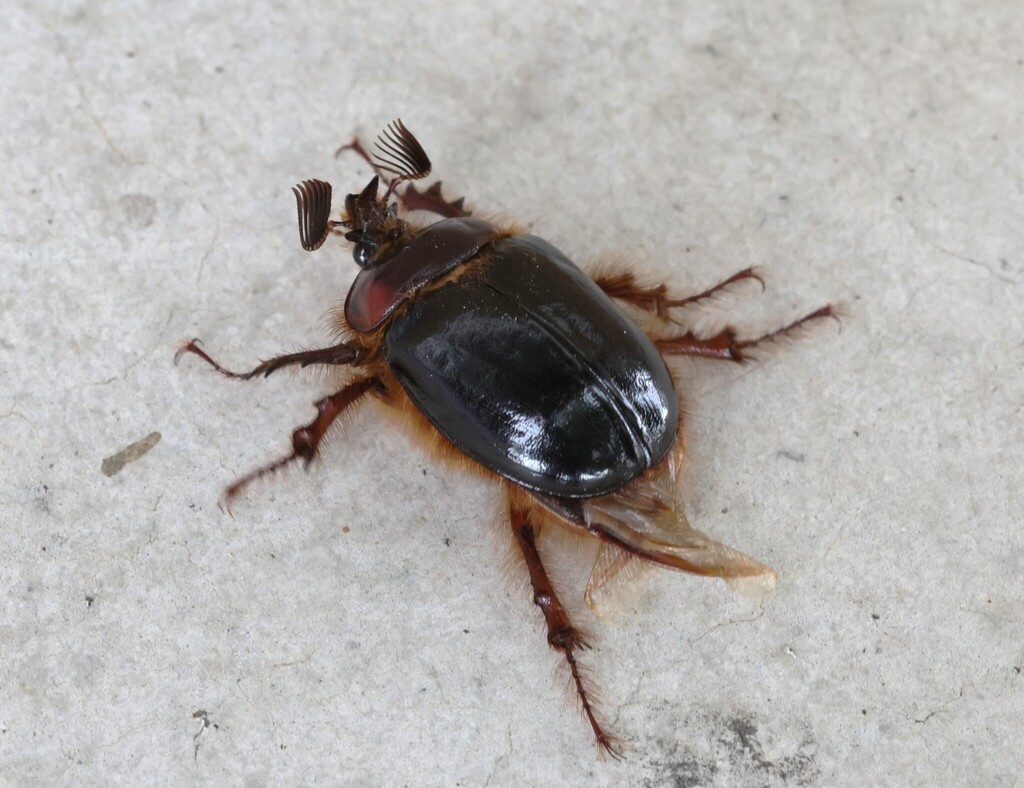 Pleocoma octopagina