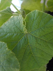 Cucurbita maxima maxima