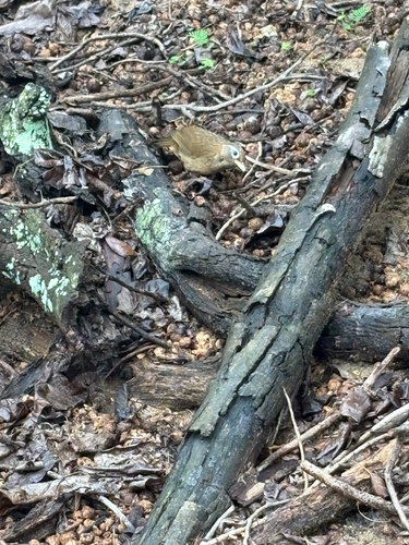 Garrulax canorus observed 2025-09-26