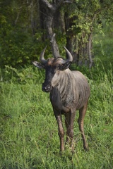 Connochaetes taurinus