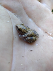 Eleutherodactylus pipilans