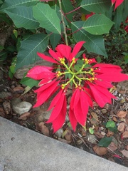 Euphorbia pulcherrima