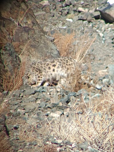 Snow leopard