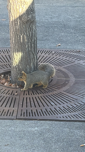 iNaturalist observation 2025-11-20