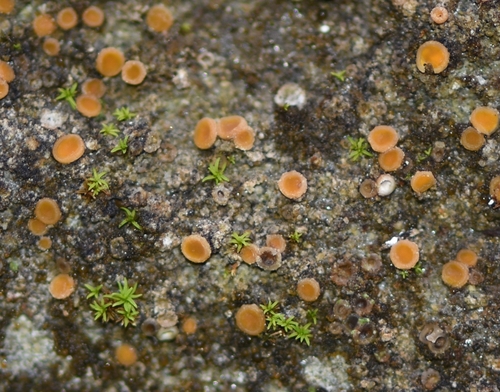 Jenenser Grubenflechte