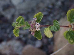 Lippia palmeri
