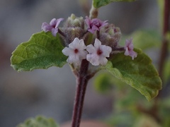 Lippia palmeri