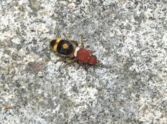 Odontomutilla uranioides