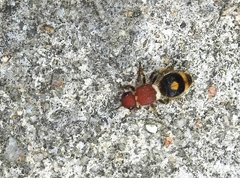 Odontomutilla uranioides