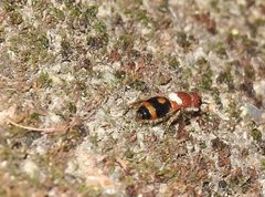 Odontomutilla uranioides