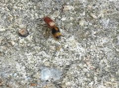 Odontomutilla uranioides