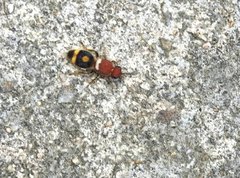 Odontomutilla uranioides