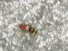 Odontomutilla uranioides