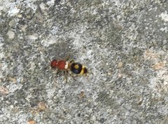 Odontomutilla uranioides