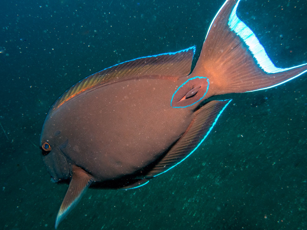 Doubleband surgeonfish (Acanthurus tennentii) — Acanthuridae