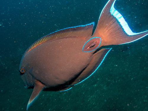 Doubleband surgeonfish (Acanthurus tennentii) — Acanthuridae