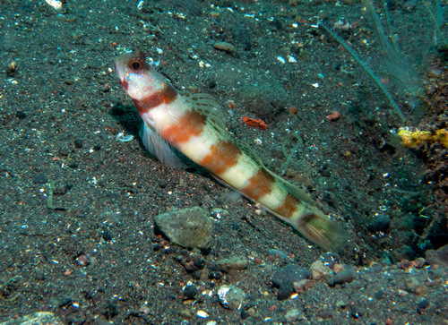 Broadbanded shrimpgoby (Amblyeleotris periophthalma) — Gobiidae — 4