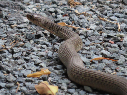 Common keelback sighting