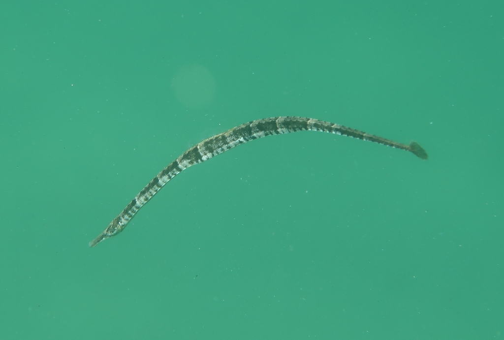 Barred pipefish (Syngnathus auliscus) — Syngnathidae