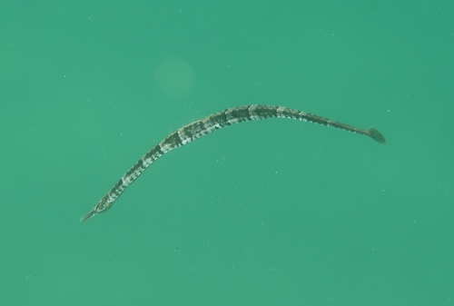 Barred pipefish (Syngnathus auliscus) — Syngnathidae