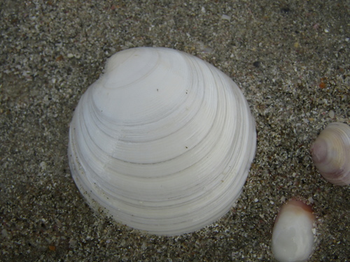 Dosinia maoriana, 2020-01-03