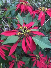Euphorbia pulcherrima