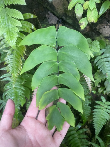 Adiantum macrophyllum, photograph 6