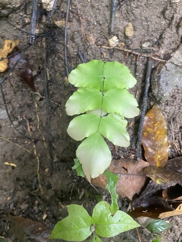 Adiantum macrophyllum, photograph 3