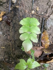 Adiantum macrophyllum, photograph author not stated, no rights reserved