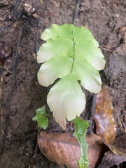 Adiantum macrophyllum, photograph author not stated, no rights reserved
