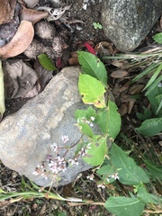 Angiospermae