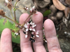 Angiospermae