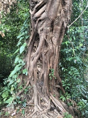 Ficus