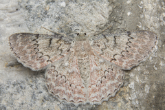 Pingasa lariaria