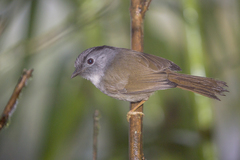 Alcippe peracensis peracensis