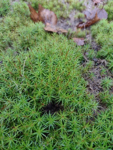 Dense Haircap Moss (Polytrichum perigoniale)