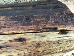 Agroiconota bivittata